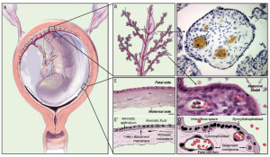 placenta
