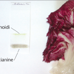 da "I colori della Salute" F.Firenzuoli, 2012