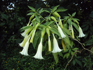 800px-Datura_arborea