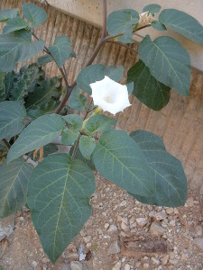 Datura_innoxia_flower_02