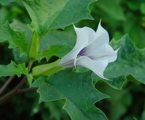 datura_stramonium_flower22