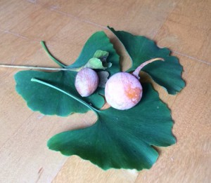 Frutti puzzolenti della mia Ginkgo...