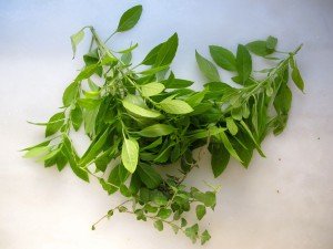 basil-+-oregano