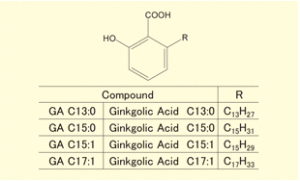 ginkolic