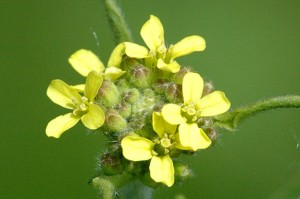 Sisymbrium-officinale
