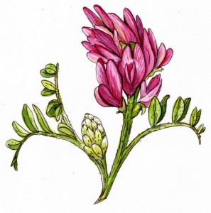 astragalus